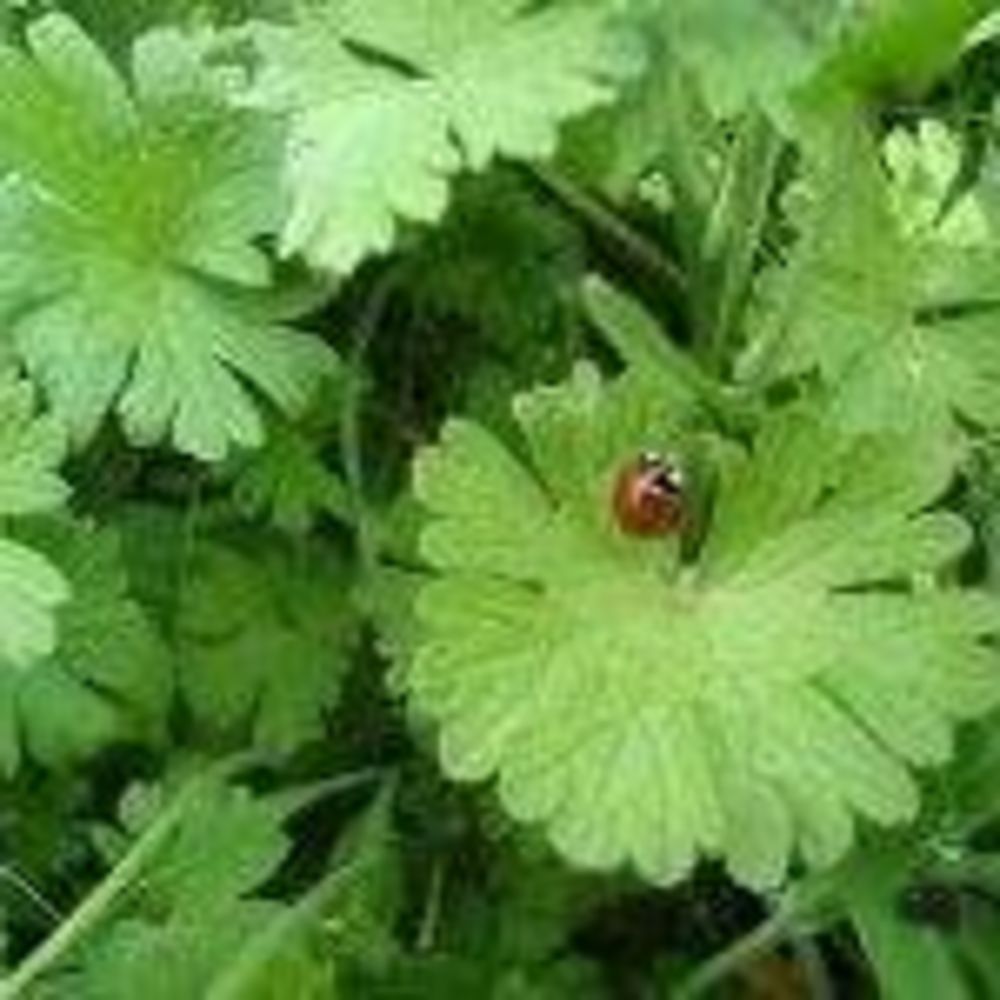 Meet your Posher, Miriana